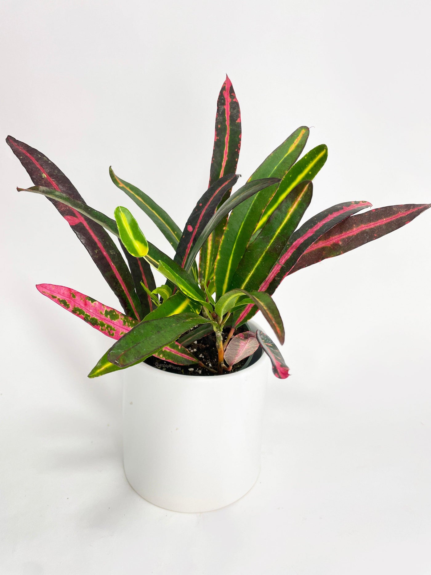 croton mammy indoor Mammy Croton: Vibrant and Easy-to-Care-for Houseplant