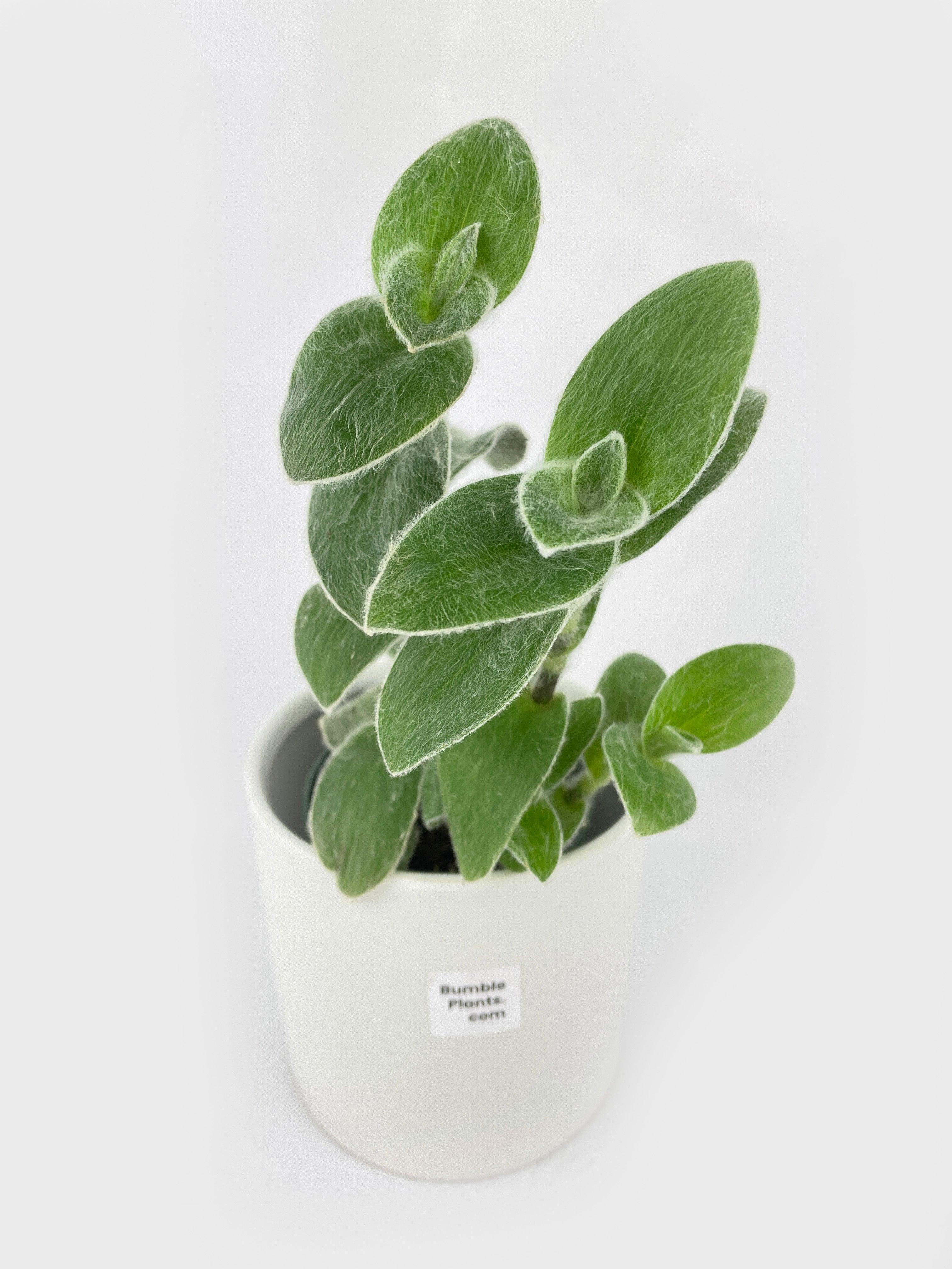 Tradescantia Sillamontana (White Velvet) - Bumble Plants