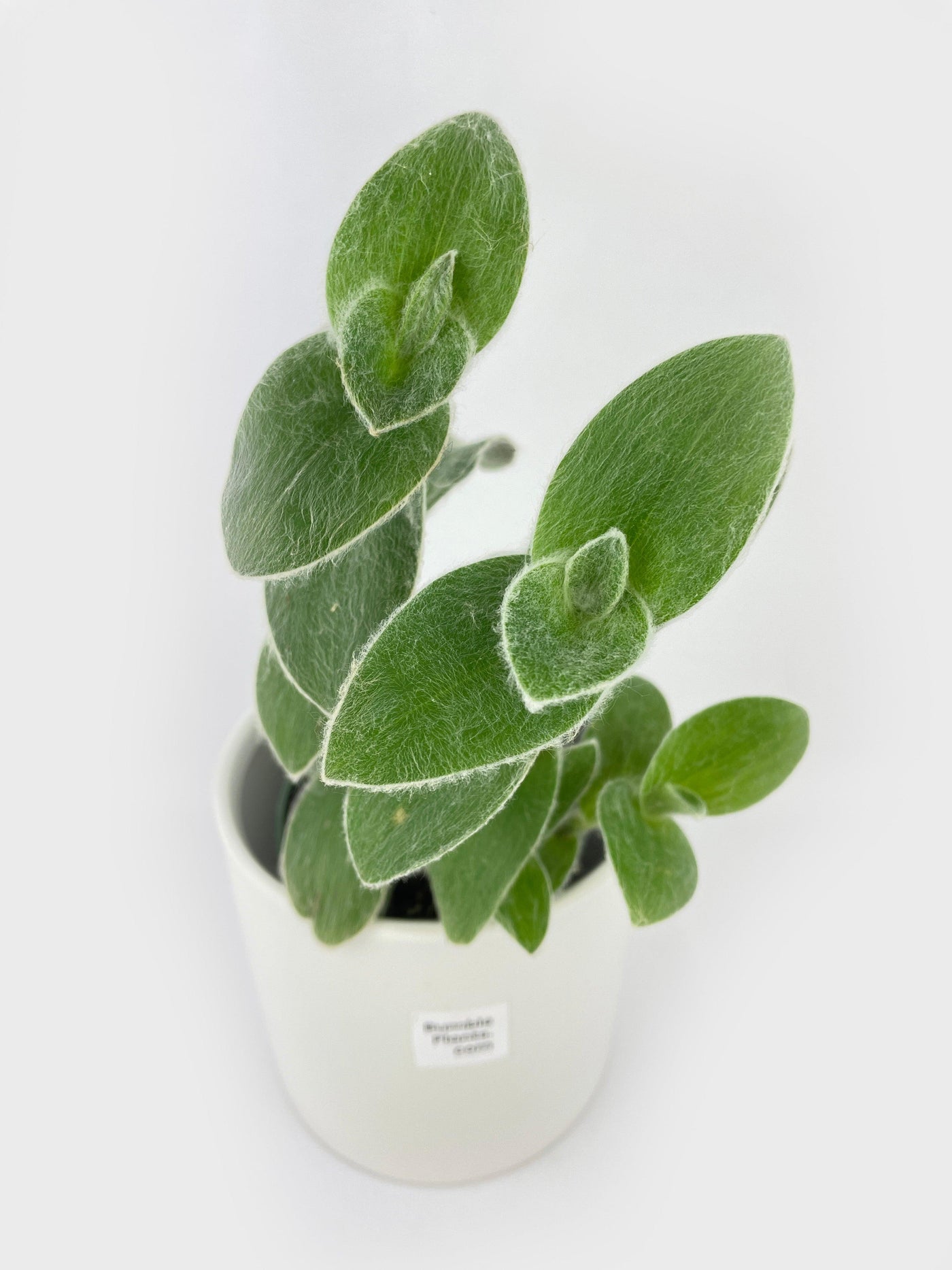 Tradescantia Sillamontana (White Velvet) - Bumble Plants