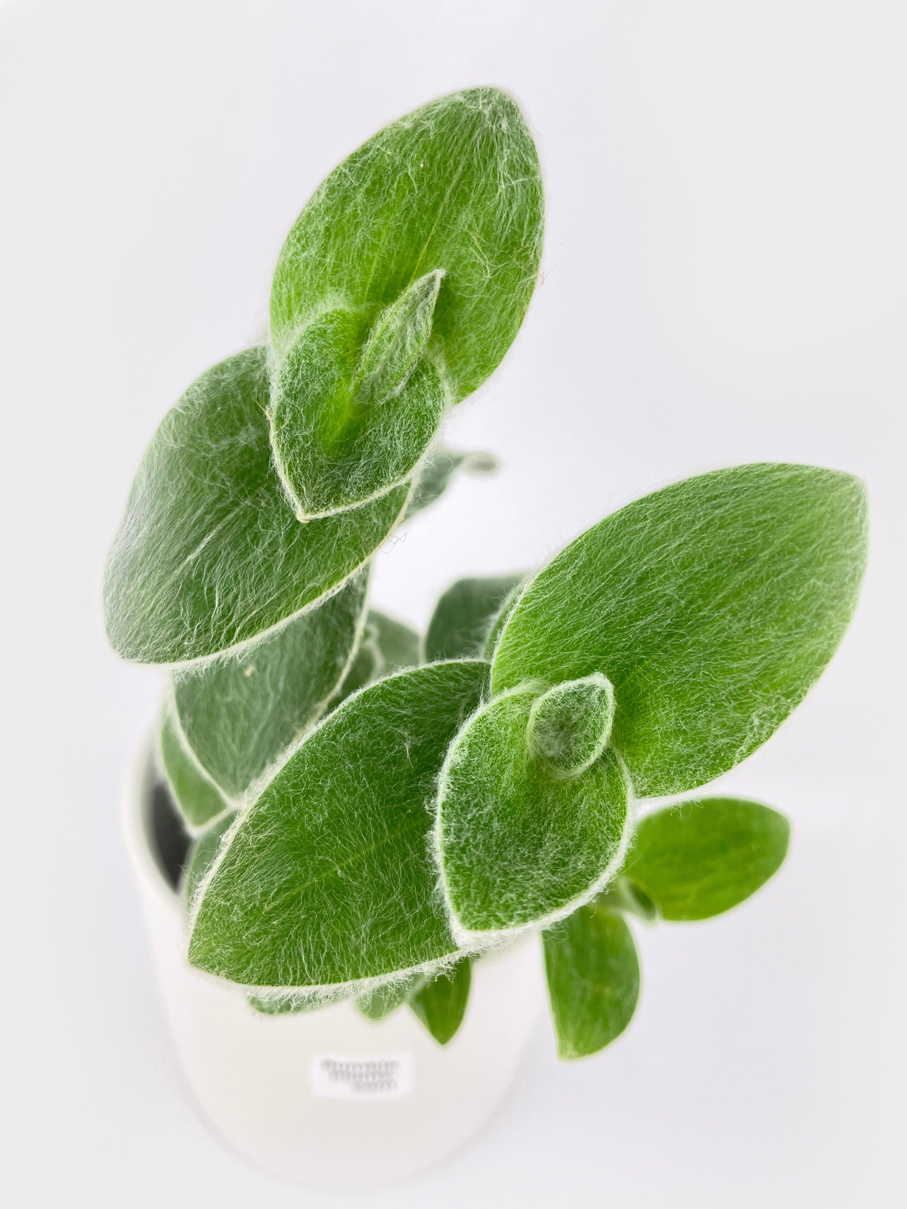 Tradescantia Sillamontana (White Velvet) - Bumble Plants