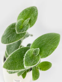 Tradescantia Sillamontana (White Velvet) - Bumble Plants
