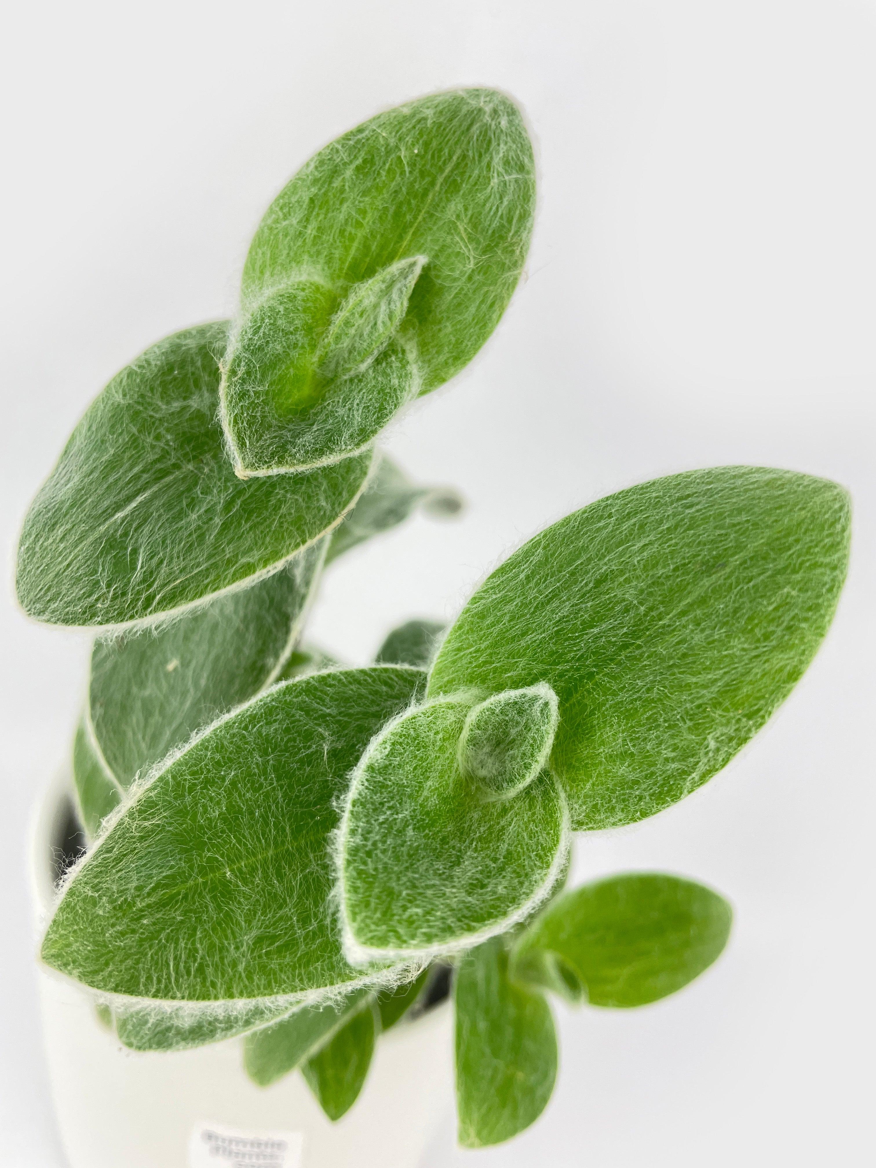 Tradescantia Sillamontana (White Velvet) - Bumble Plants