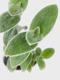 Tradescantia Sillamontana (White Velvet) - Bumble Plants