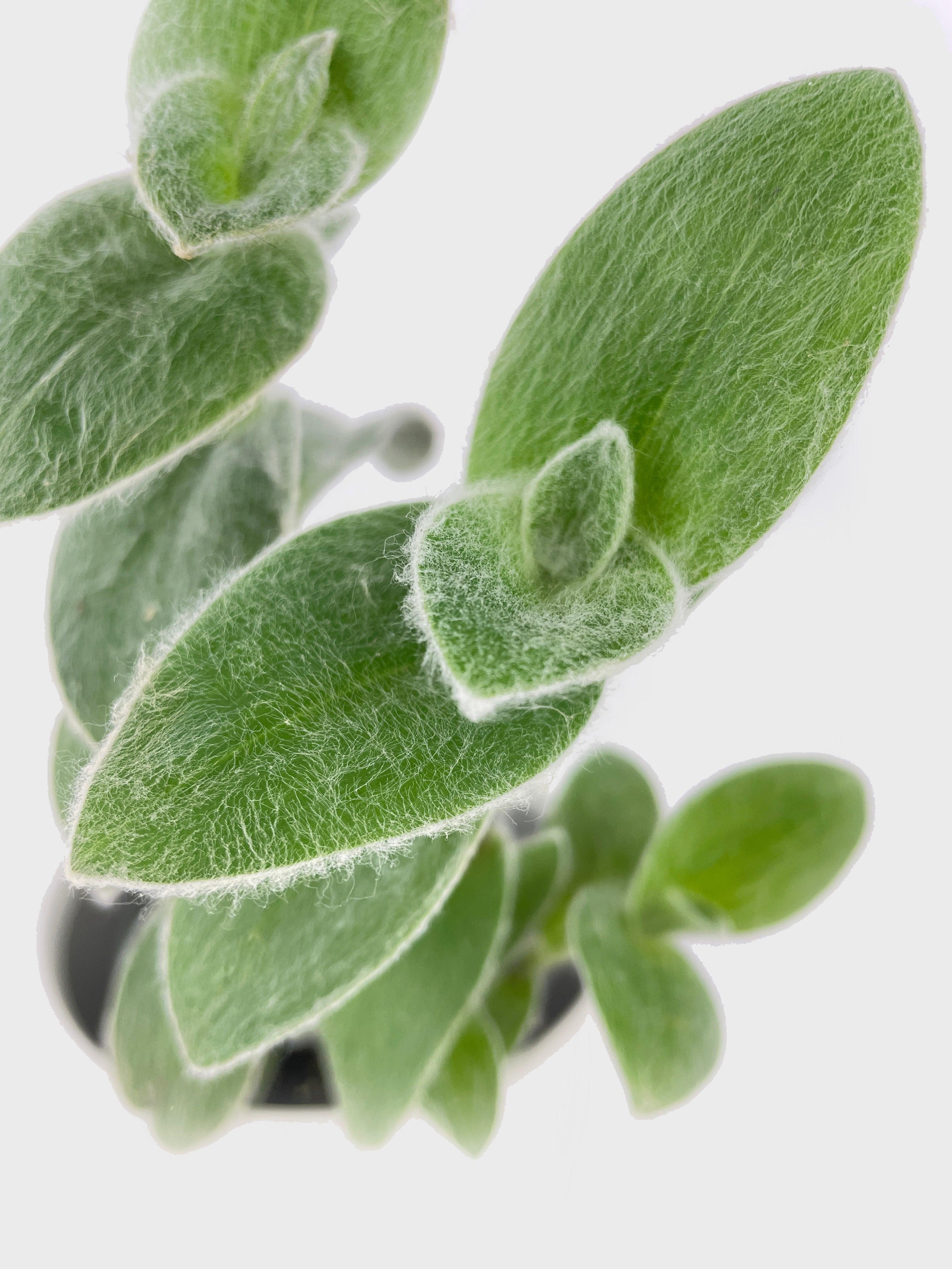Tradescantia Sillamontana (White Velvet) - Bumble Plants