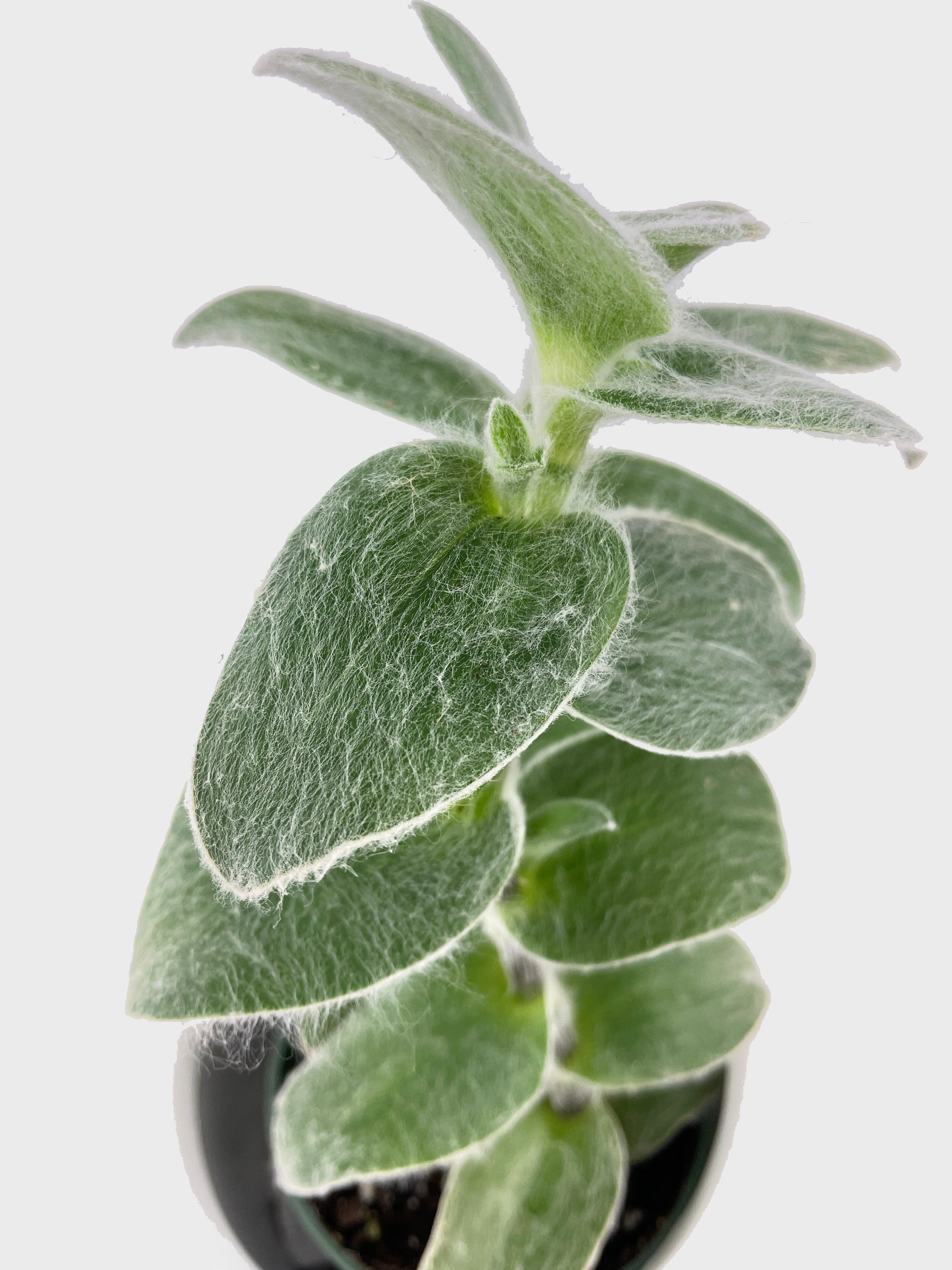 Tradescantia Sillamontana (White Velvet) - Bumble Plants