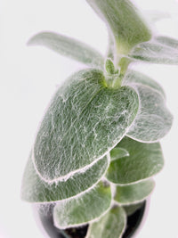 Tradescantia Sillamontana (White Velvet) - Bumble Plants