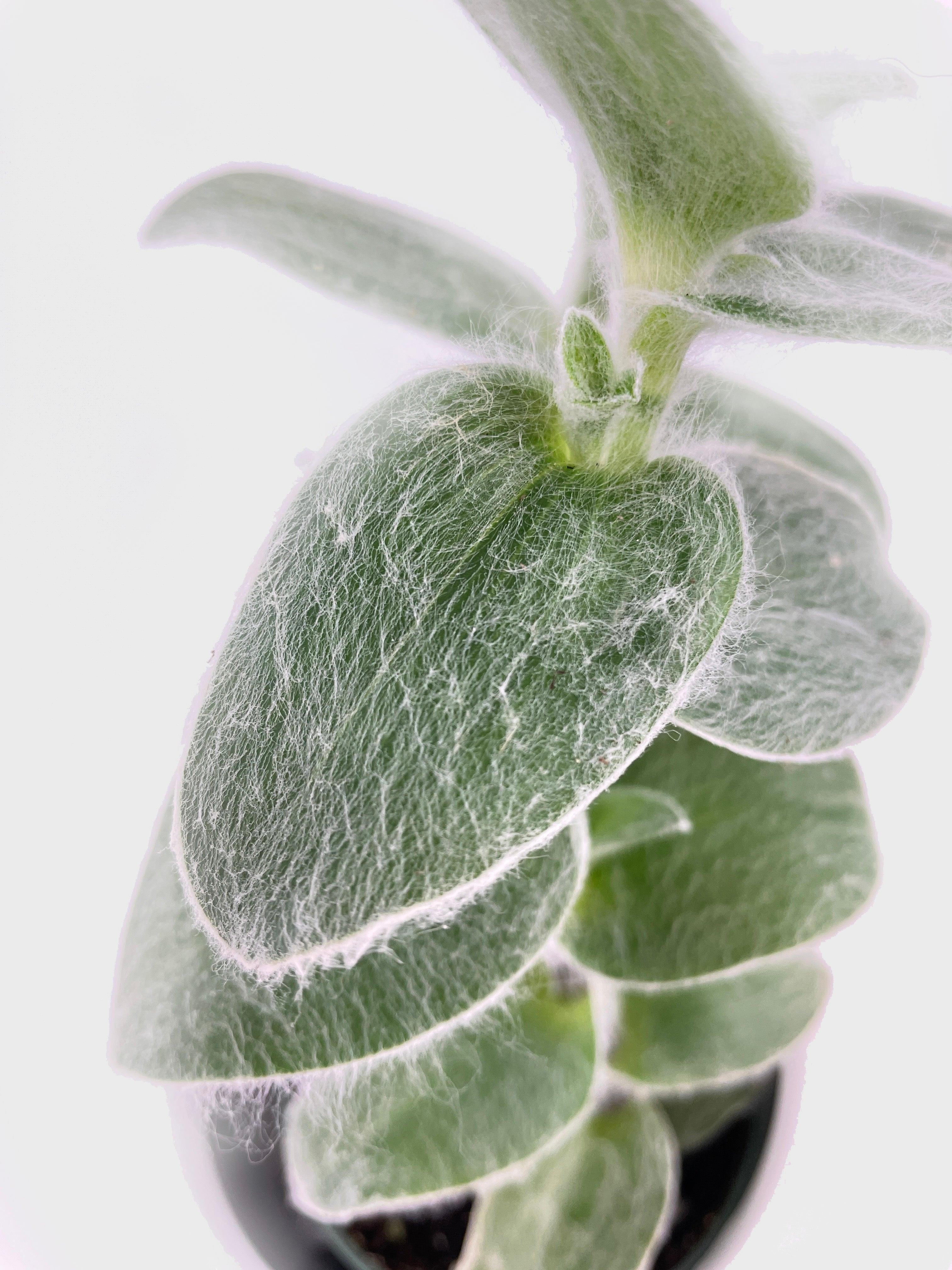 Tradescantia Sillamontana (White Velvet) - Bumble Plants