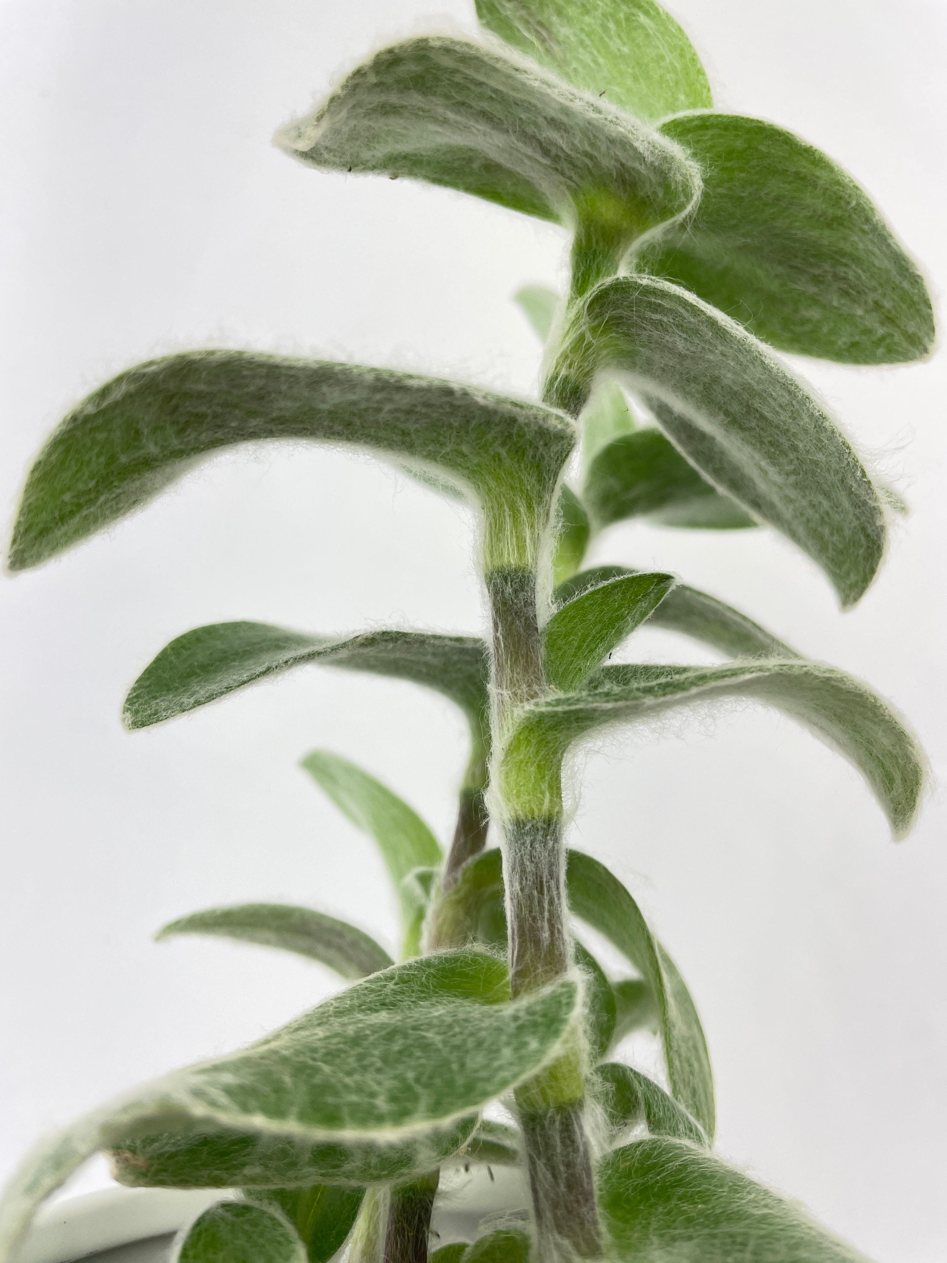 Tradescantia Sillamontana (White Velvet) - Bumble Plants