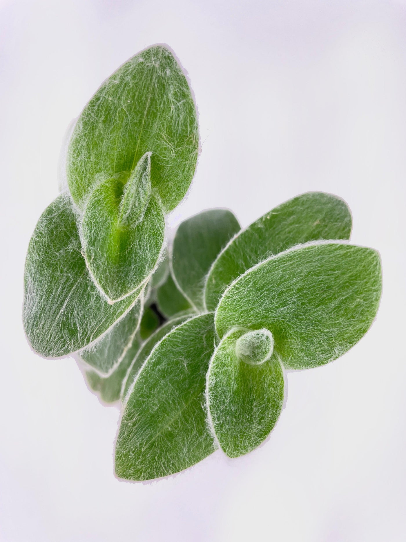 Tradescantia Sillamontana (White Velvet) - Bumble Plants