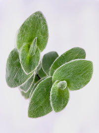 Tradescantia Sillamontana (White Velvet) - Bumble Plants