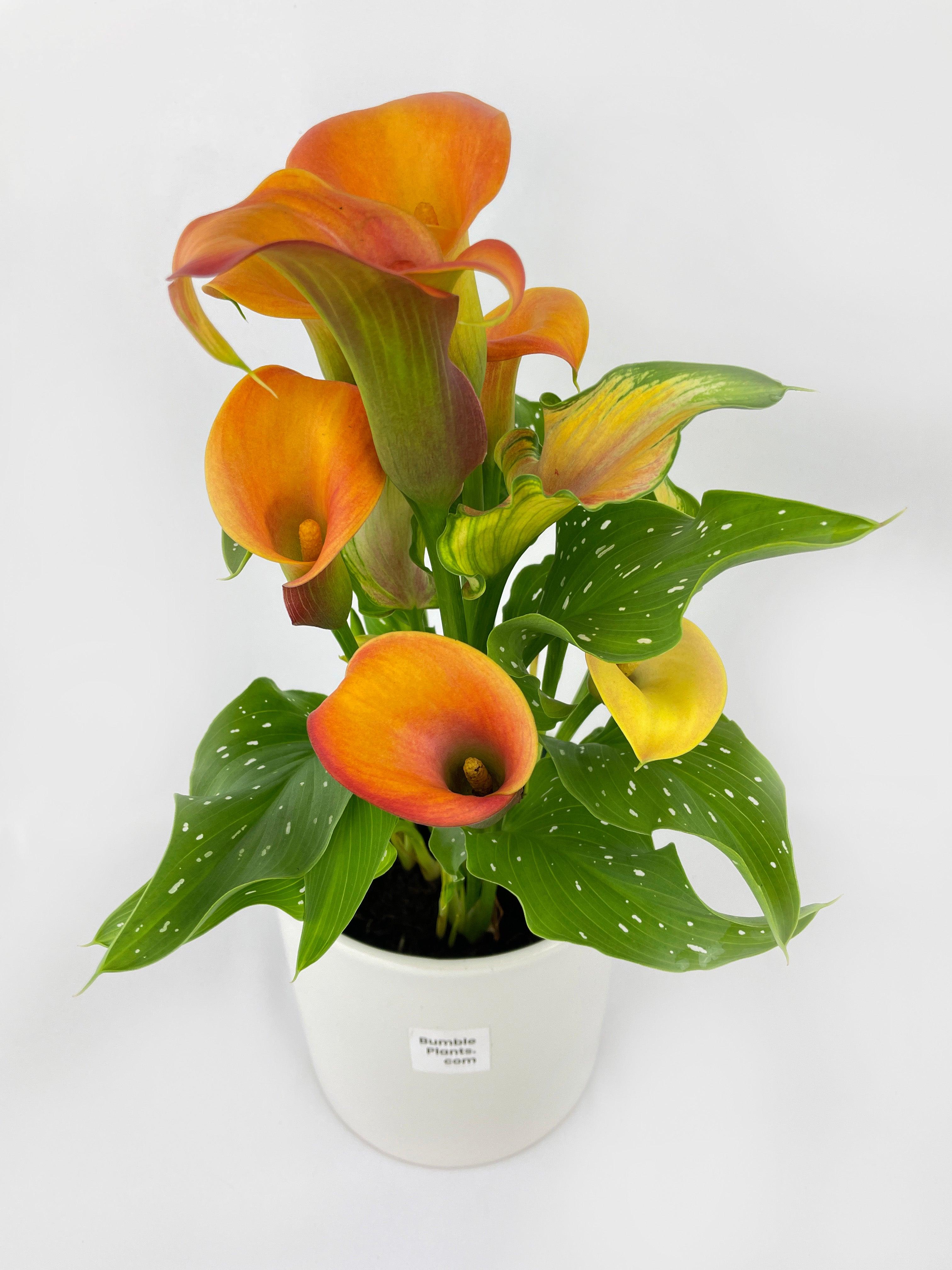 Cally Lily Flowers - Bumble Plants