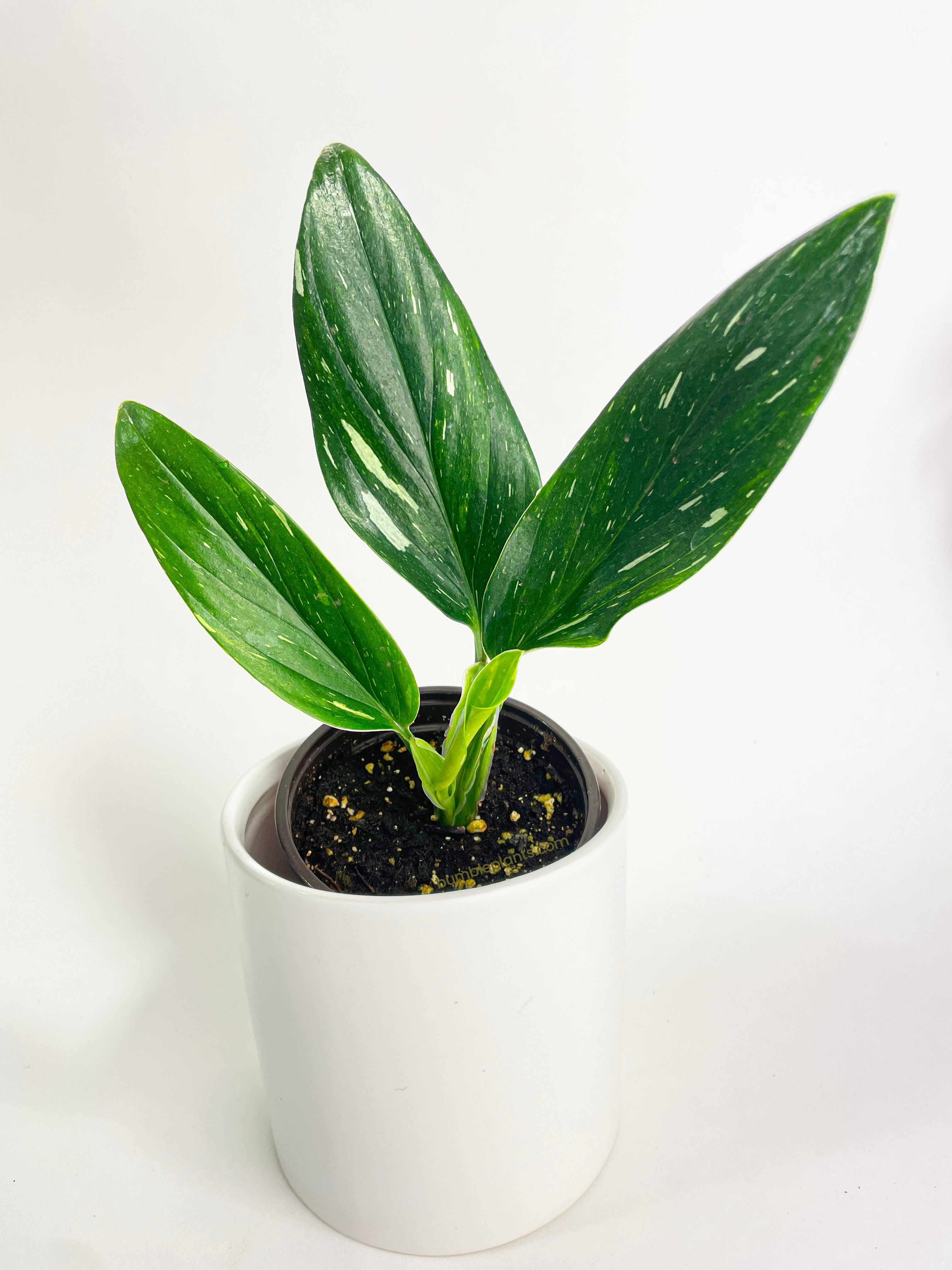 monstera standleyana fenestration Monstera Standleyana 'Albo Variegata'
