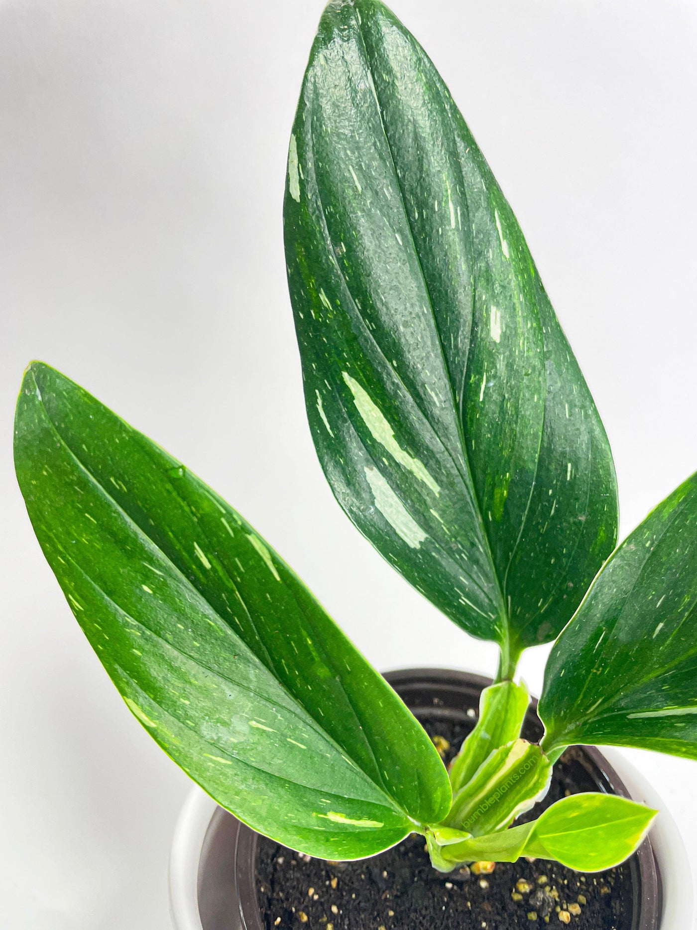 philodendron standleyana albo Monstera Standleyana 'Albo Variegata'