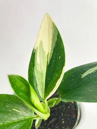 costa farms monstera standleyana albo Monstera Standleyana 'Albo Variegata'