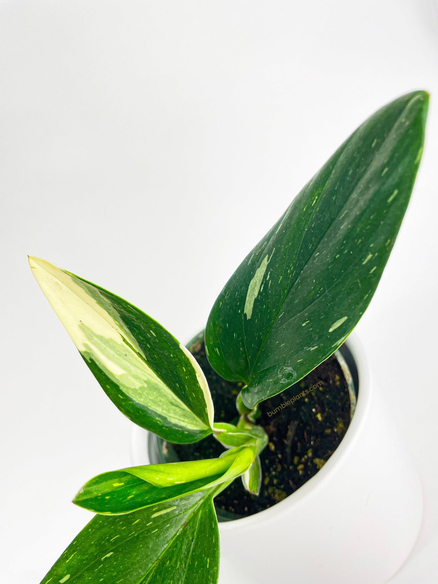 monstera standleyana albo variegated Monstera Standleyana 'Albo Variegata'