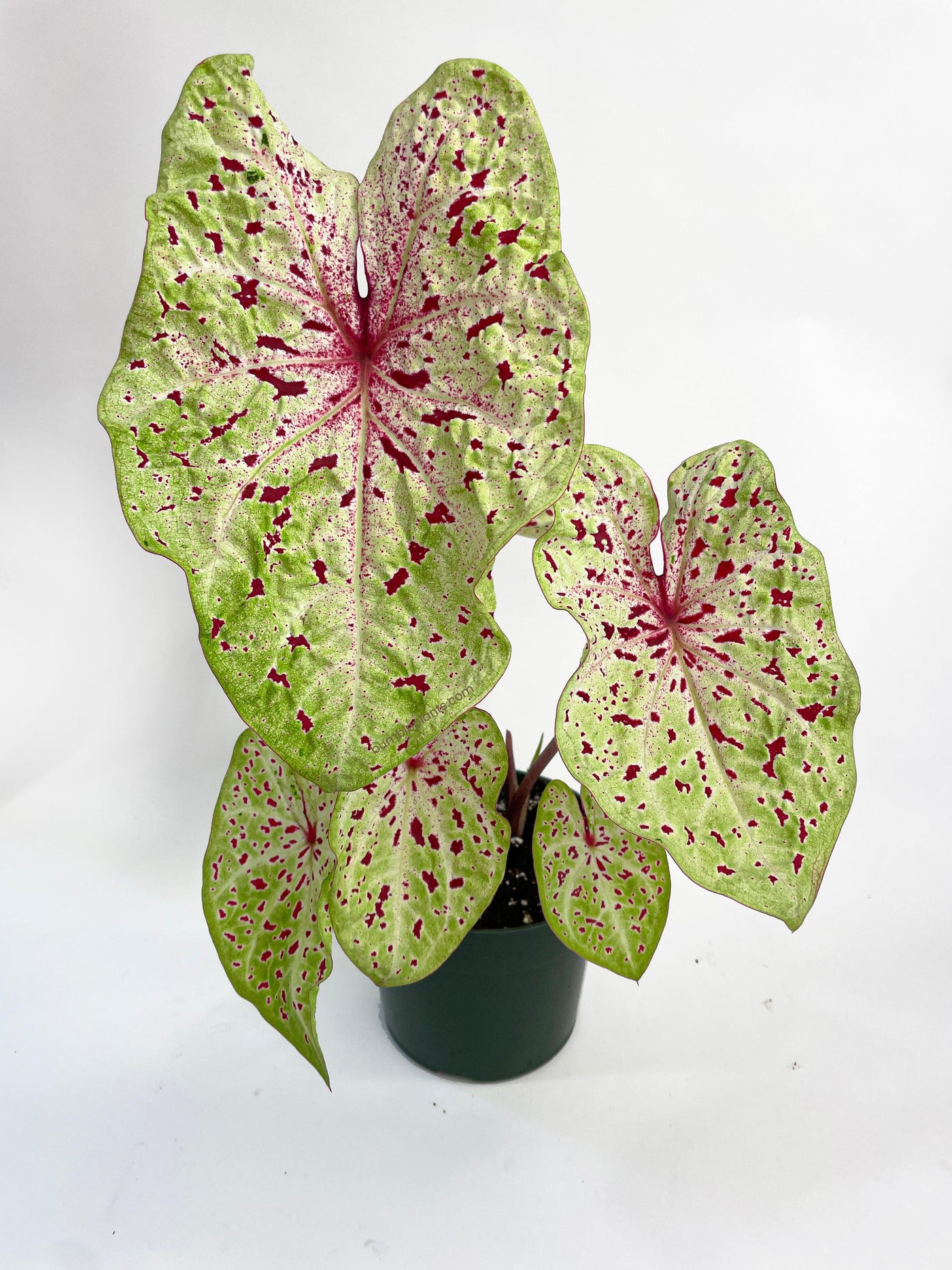 Caladium Miss Muffet - Bumble Plants
