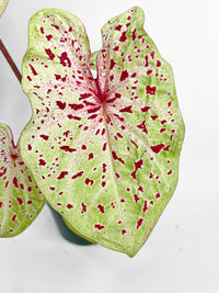 Caladium Miss Muffet - Bumble Plants