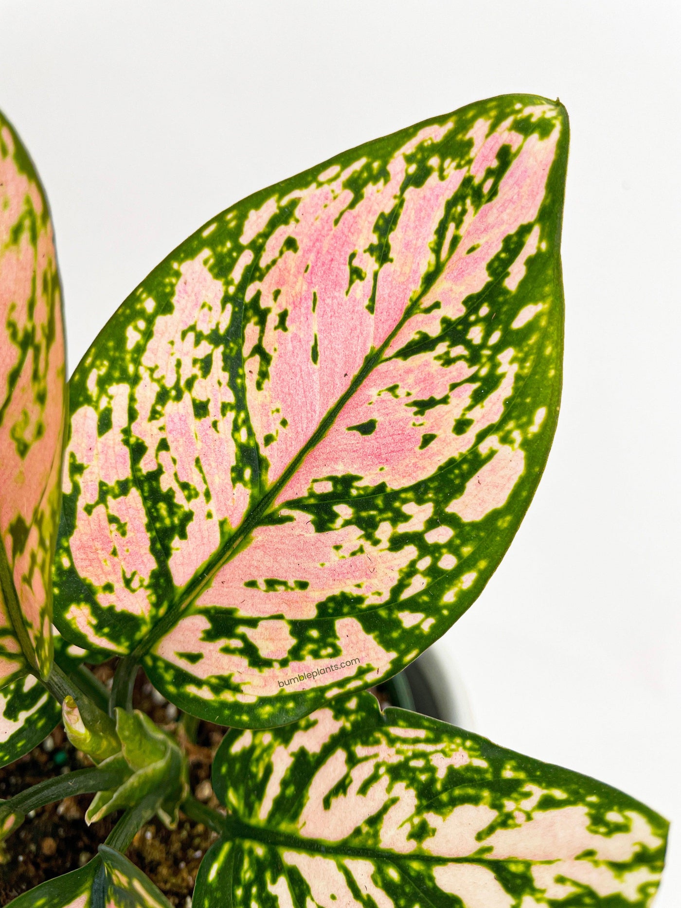 aglaonema cherry Live Aglaonema Cherry Anyanmanee 'Lady