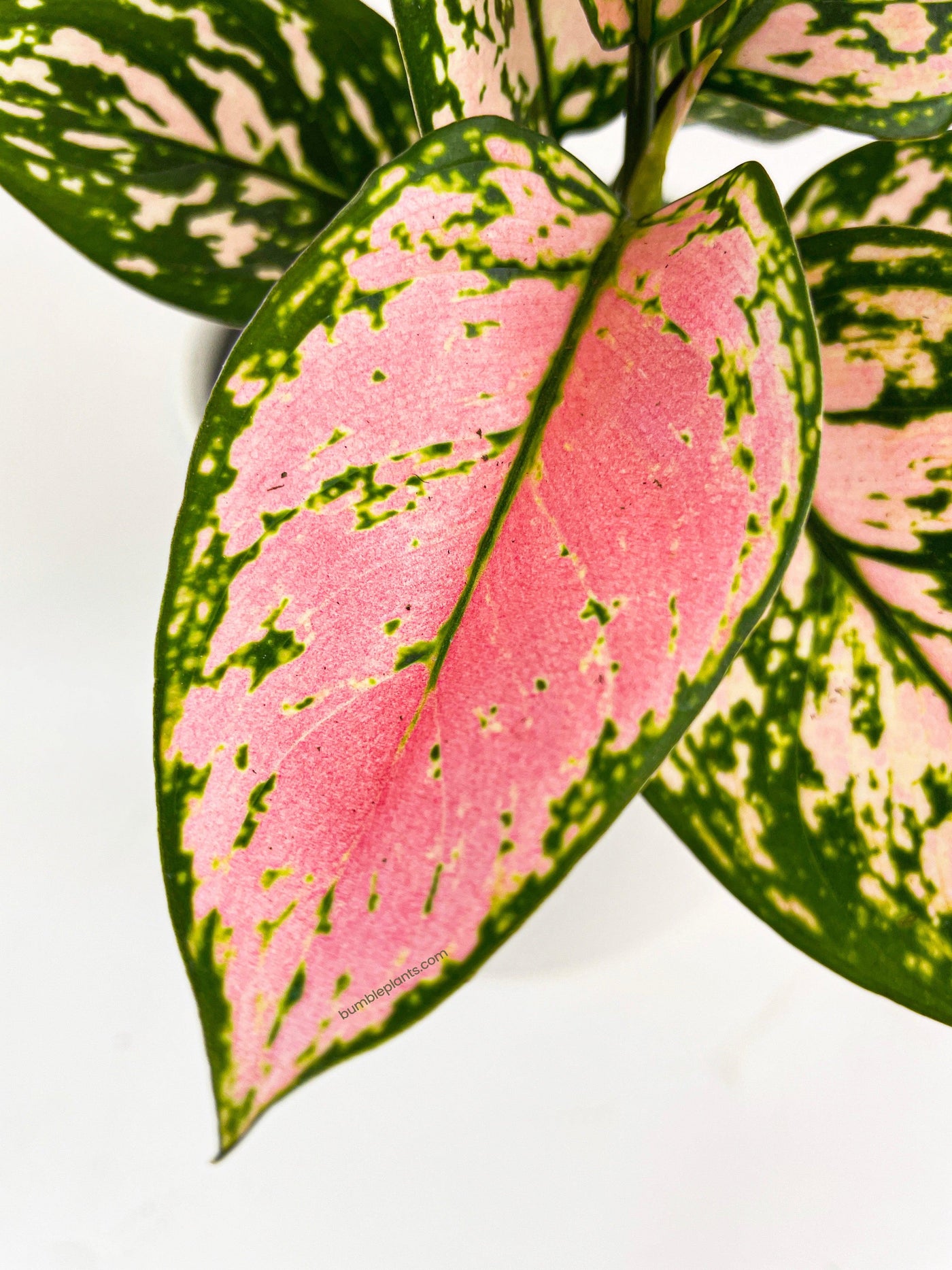 aglaonema cherry Live Aglaonema Cherry Anyanmanee 'Lady