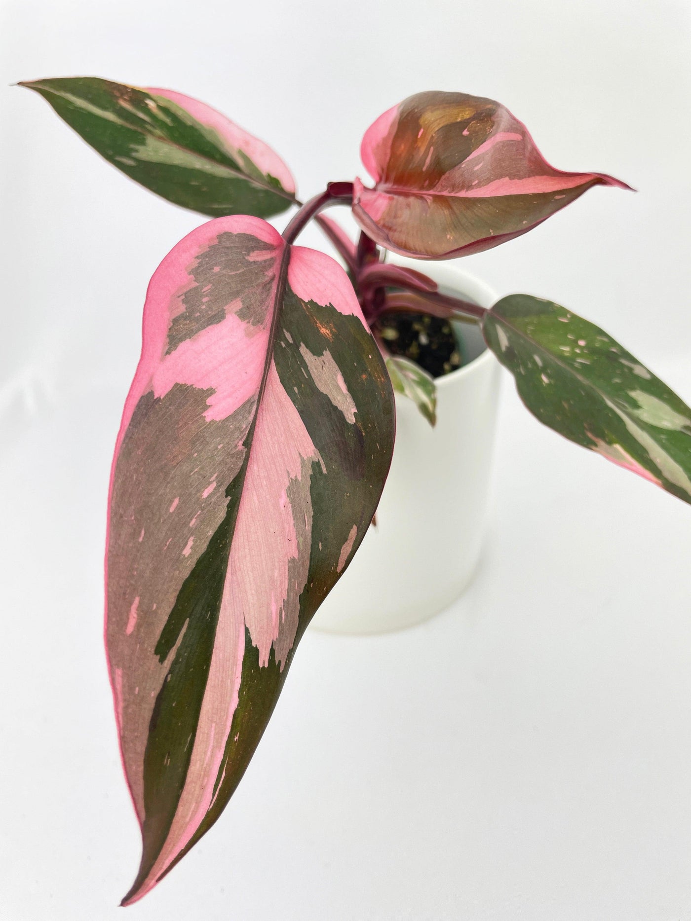 pink princess philodendron live plant Rare: Pink Princess Philodendron