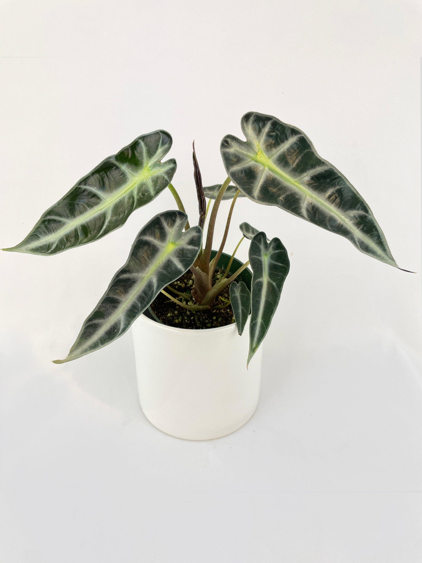 Alocasia Bambino Arrow Plant - Bumble Plants