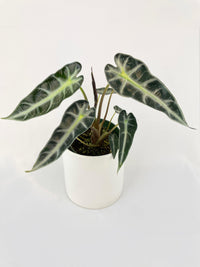 Alocasia Bambino Arrow Plant - Bumble Plants