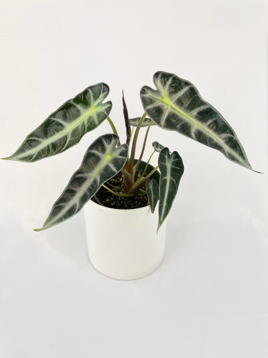 Alocasia Bambino Arrow Plant - Bumble Plants