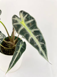 Alocasia Bambino Arrow Plant - Bumble Plants