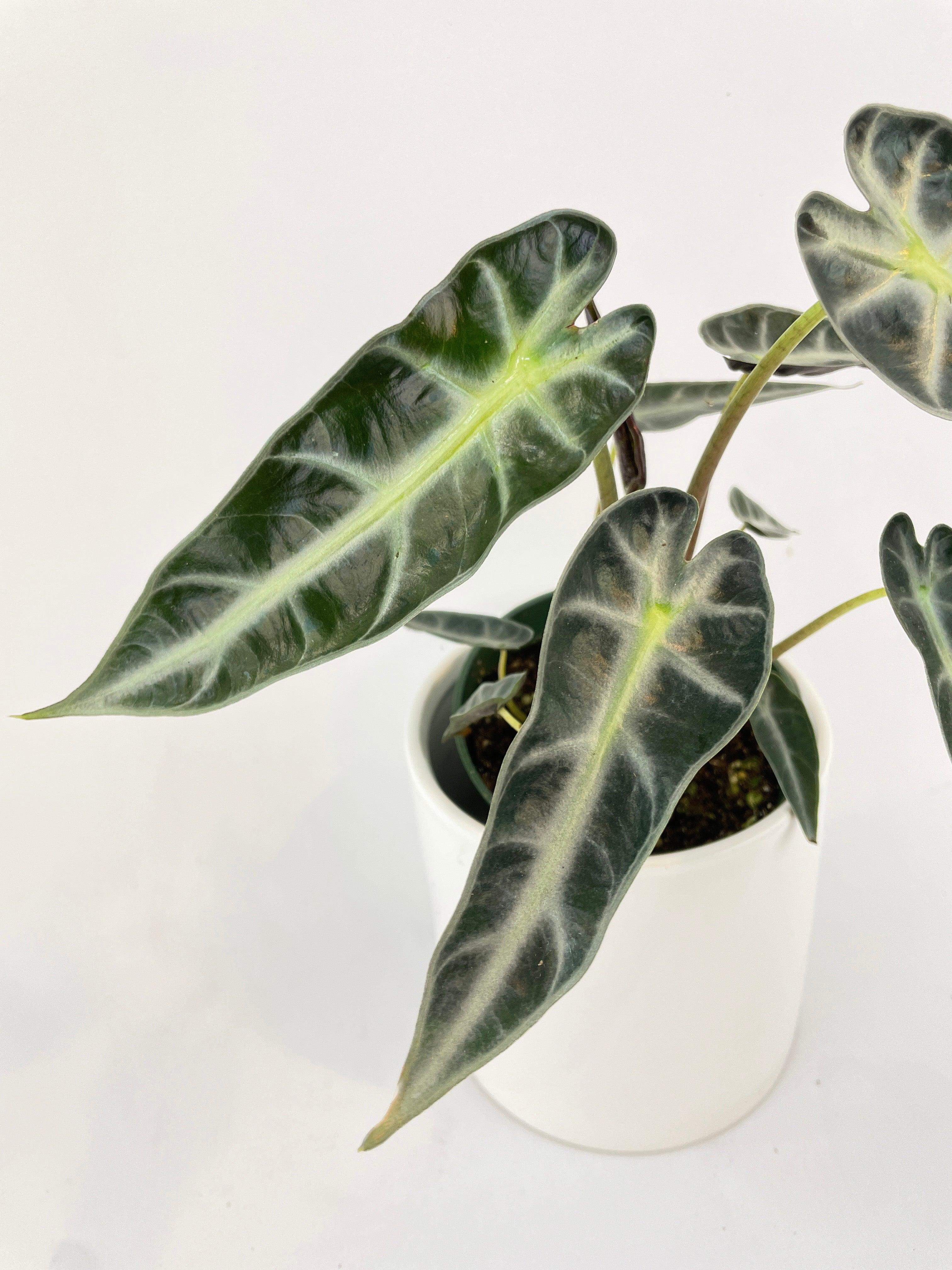 Alocasia Bambino Arrow Plant - Bumble Plants