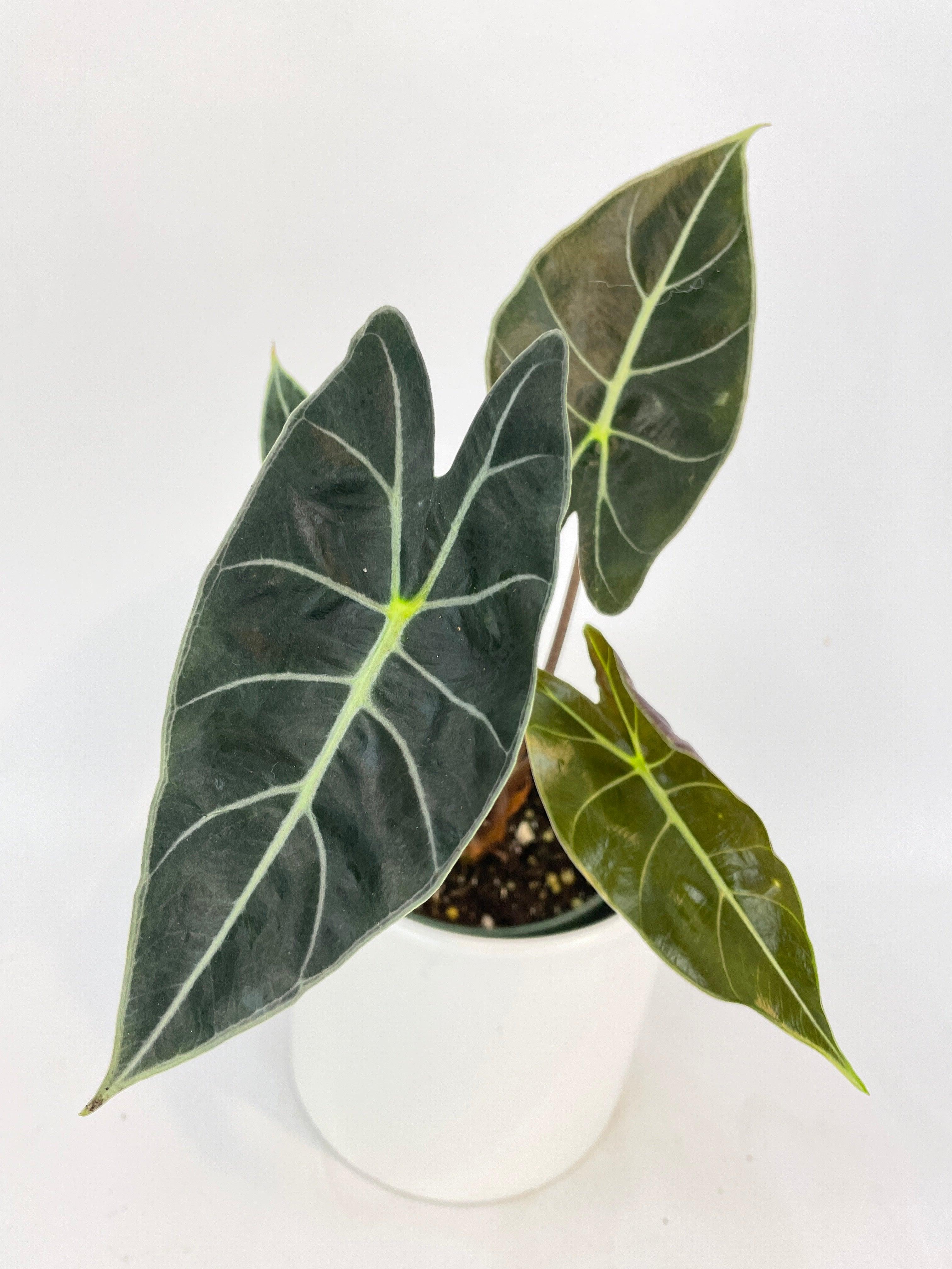 Alocasia Dragon Tooth Longiloba - Bumble Plants