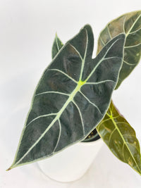 Alocasia Dragon Tooth Longiloba - Bumble Plants