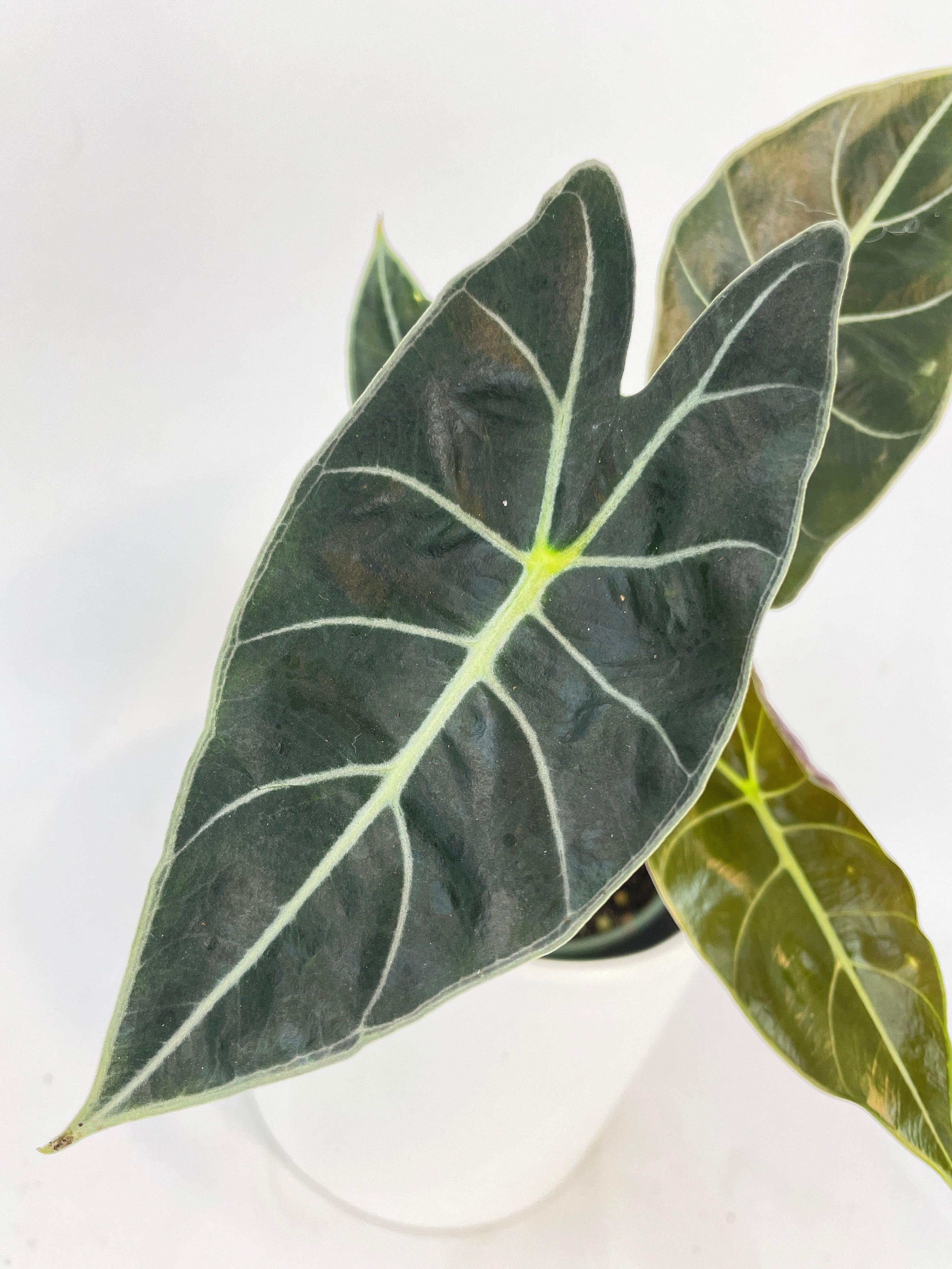 Alocasia Dragon Tooth Longiloba - Bumble Plants