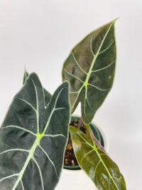 Alocasia Dragon Tooth Longiloba - Bumble Plants