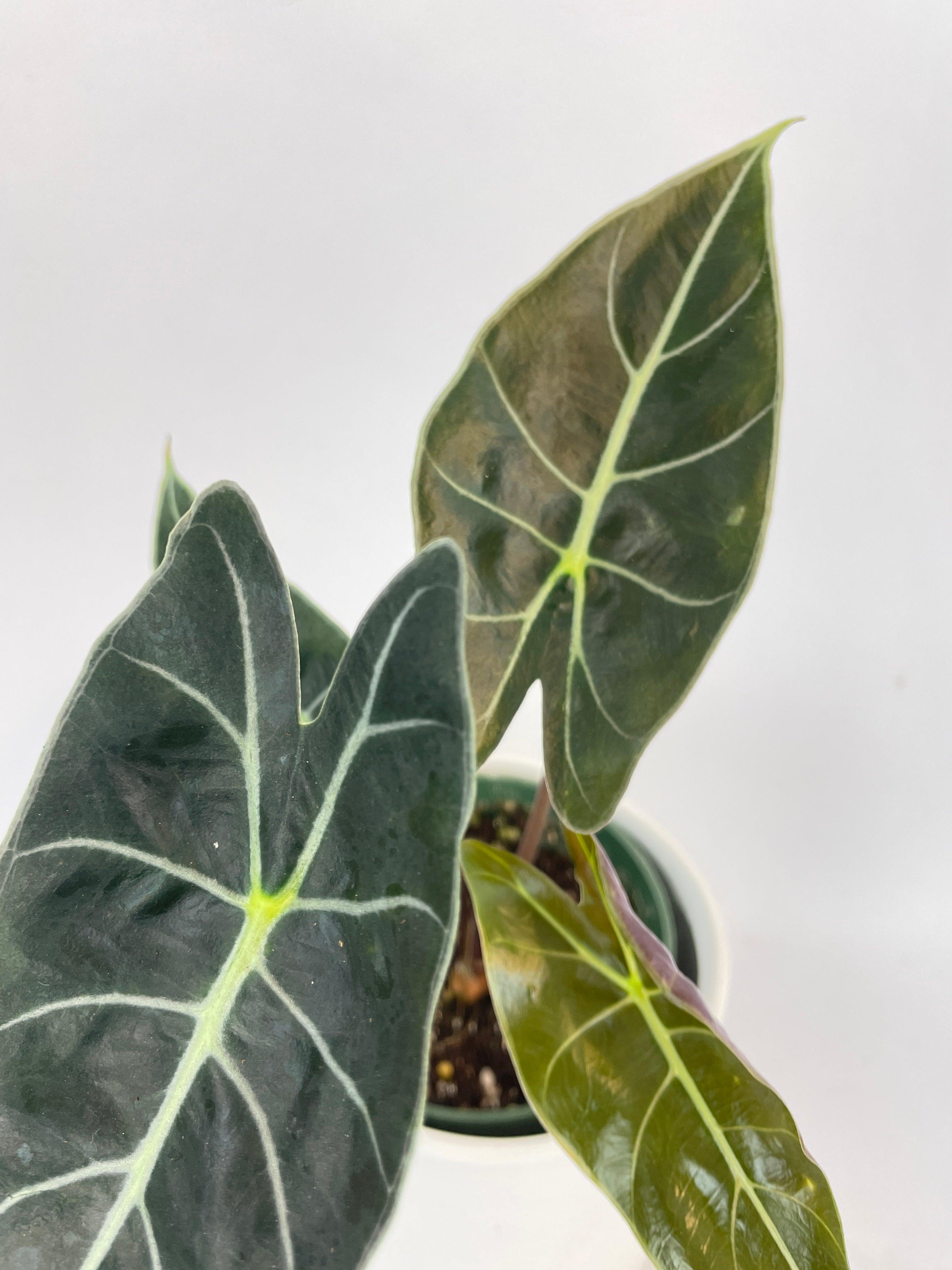 Alocasia Dragon Tooth Longiloba - Bumble Plants