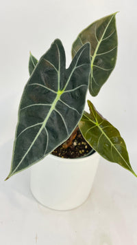 Alocasia Dragon Tooth Longiloba - Bumble Plants