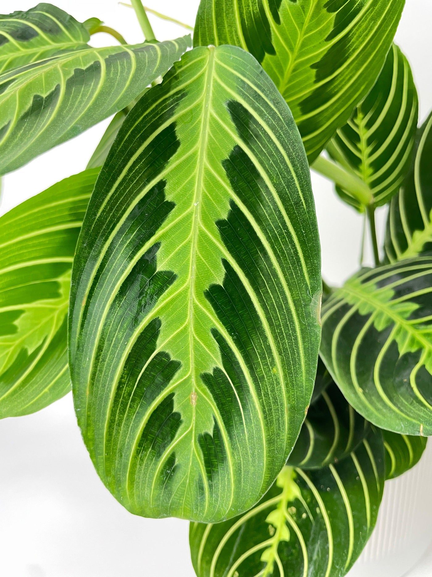 lemon lime prayer plant for sale Calathea Maranta Lemon Lime Prayer Plant Nursery 6"