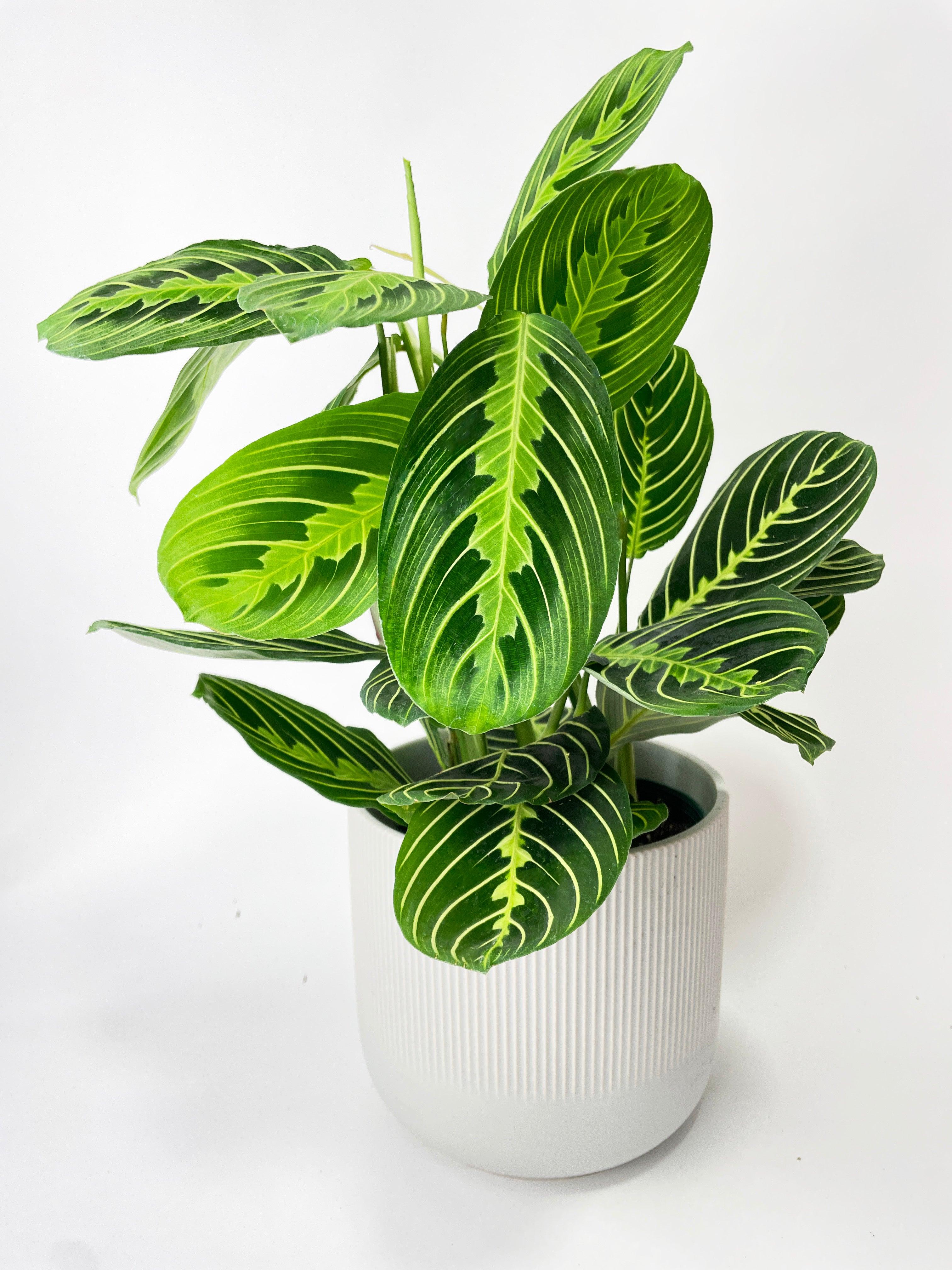 lemon lime prayer plant - maranta Calathea Maranta Lemon Lime Prayer Plant Nursery 6"