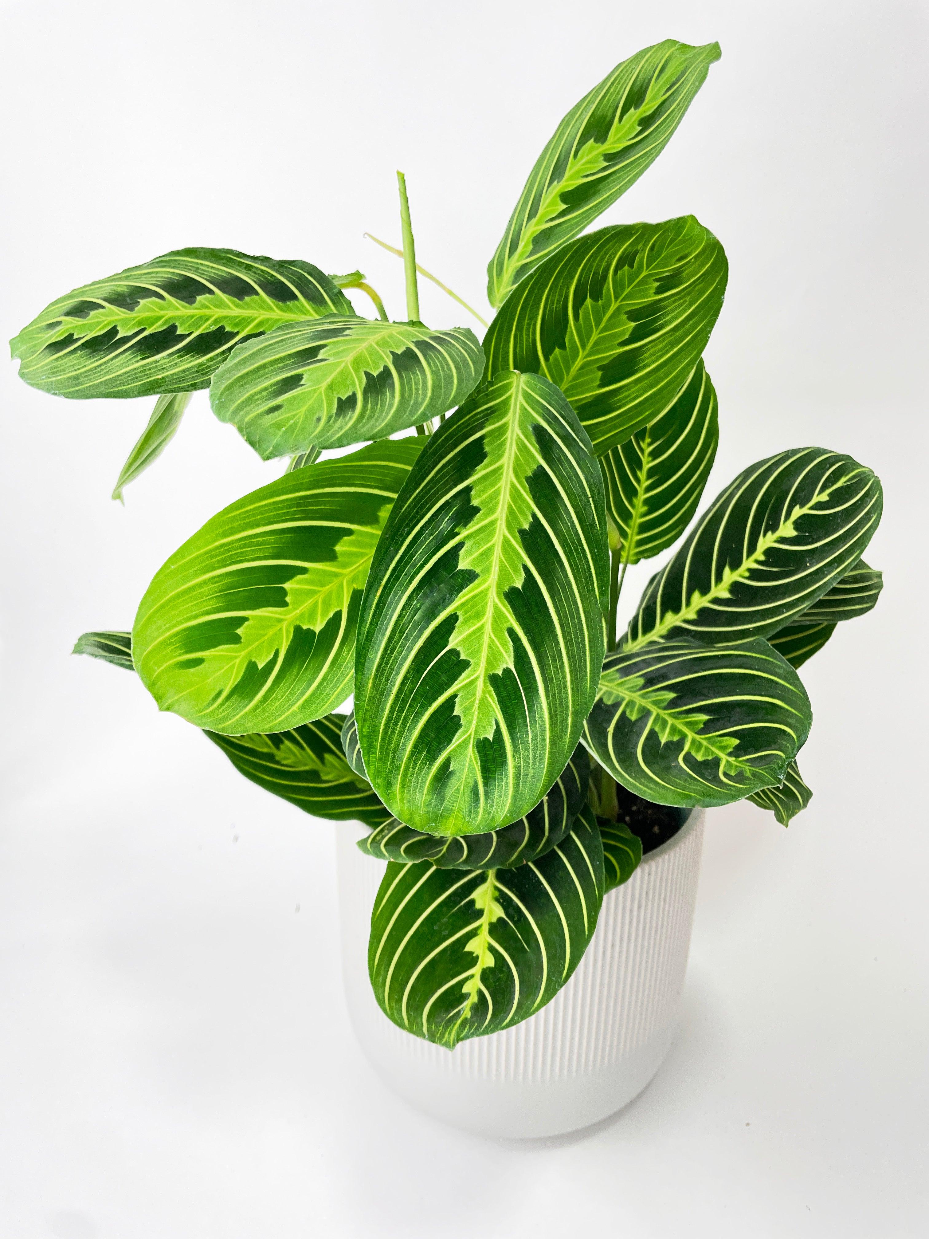 lemon lime prayer plant for sale Calathea Maranta Lemon Lime Prayer Plant Nursery 6"