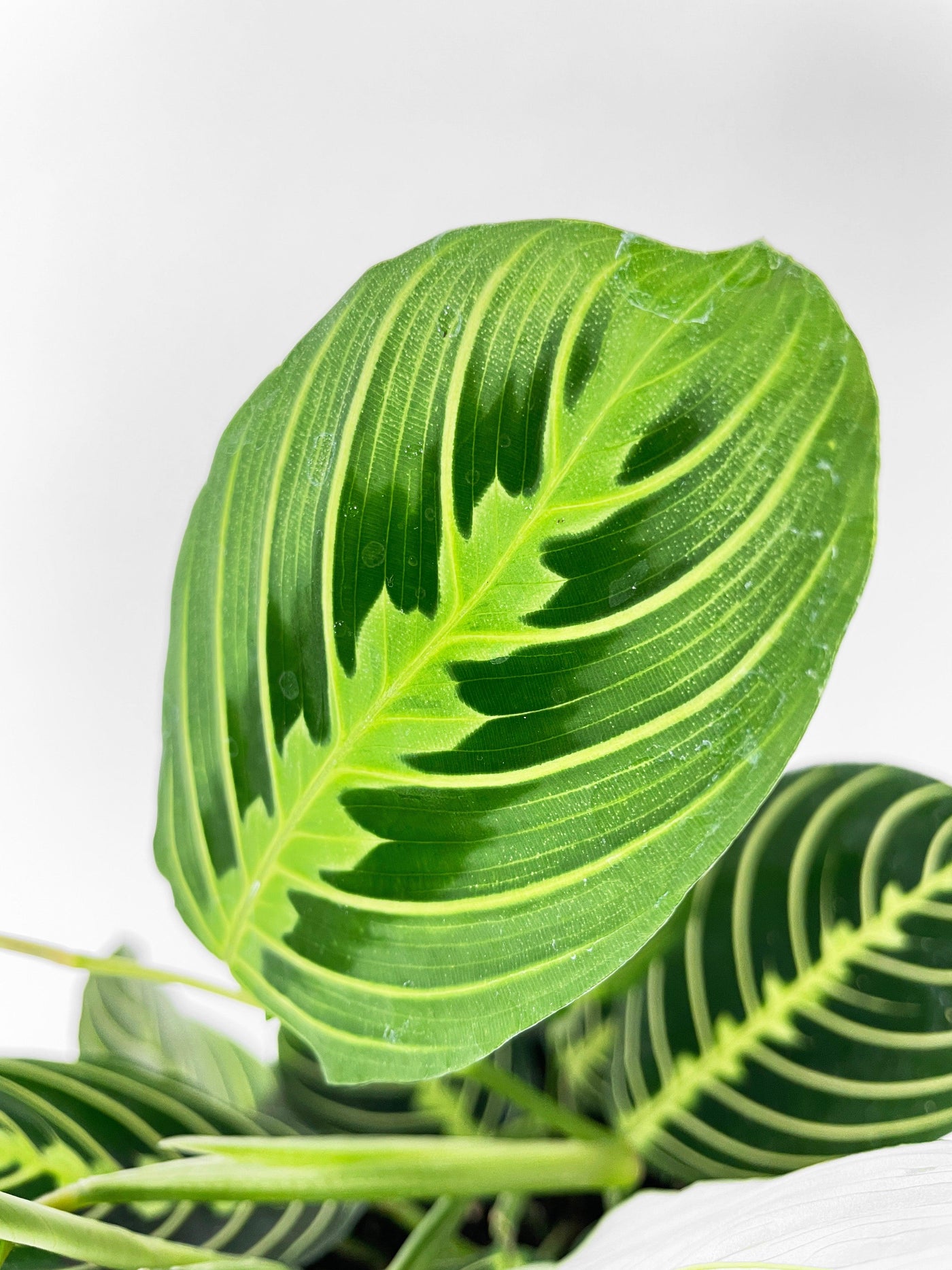 lemon lime prayer plant Lemon-Lime Prayer Plant 4in