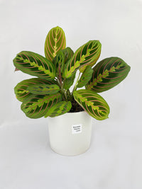 Red Maranta Prayer Plant