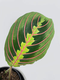 Red Maranta Prayer Plant