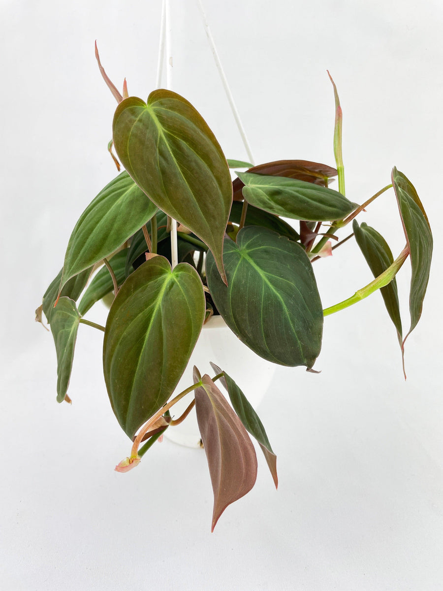 Philodendron Micans Velvet Leaves - Bumble Plants