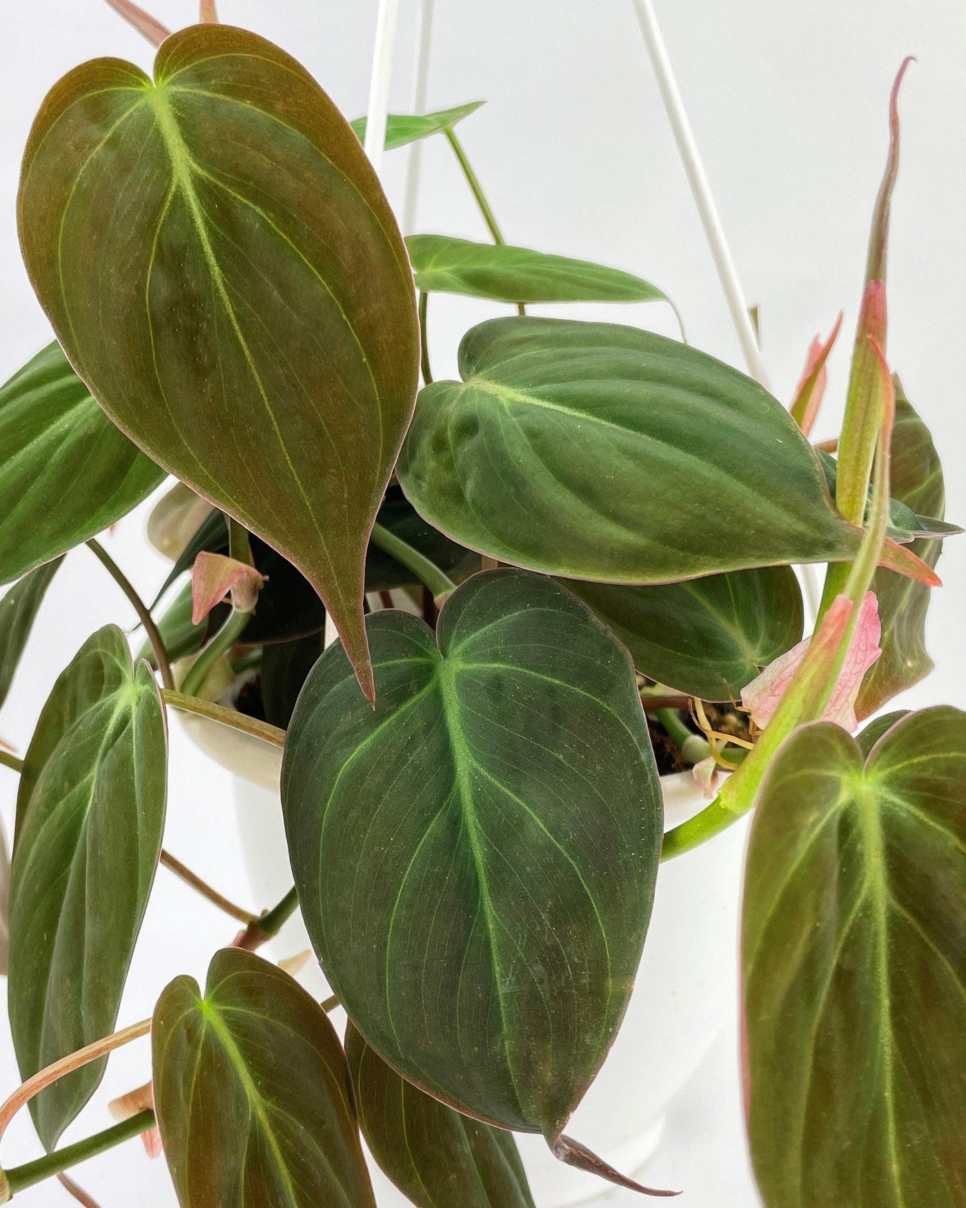 philodendron with velvet leaves Philodendron Velvet - Philodendron Micans