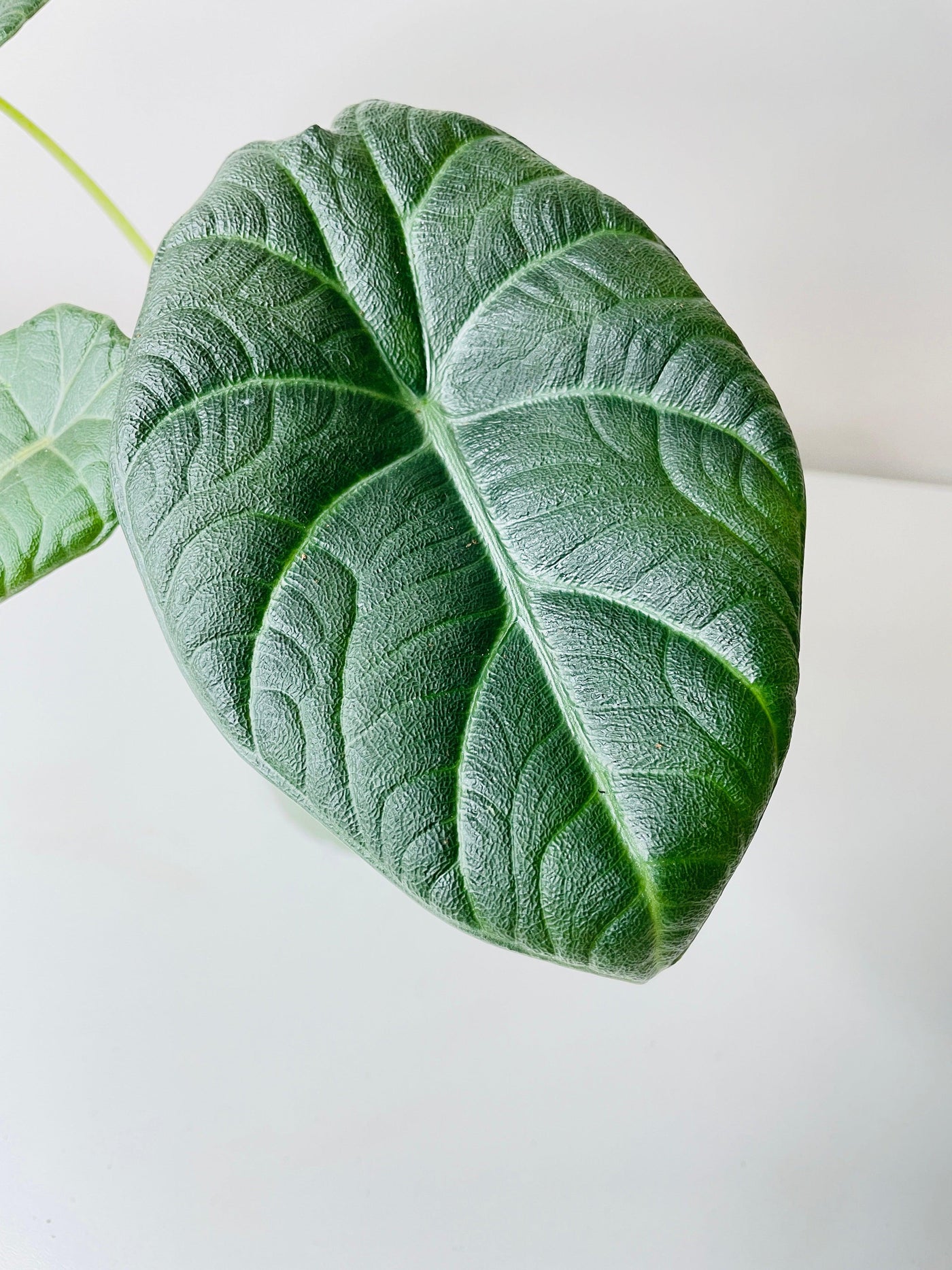 philodendron maharani Live Alocasia Maharani Queen