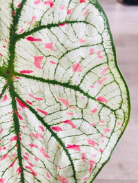 Caladium Marie Moir Pink "Polka Dot" - Bumble Plants