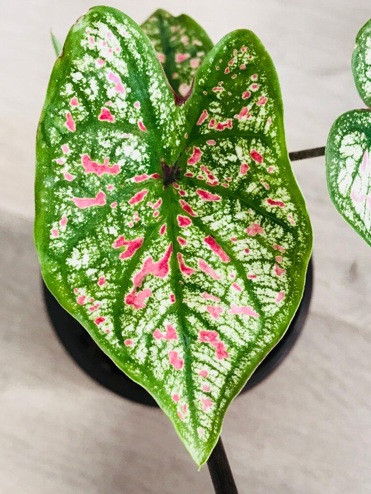 Caladium Marie Moir Pink "Polka Dot" - Bumble Plants