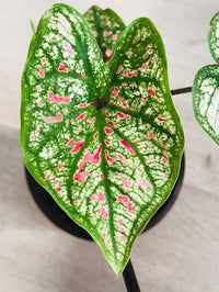 Caladium Marie Moir Pink "Polka Dot" - Bumble Plants