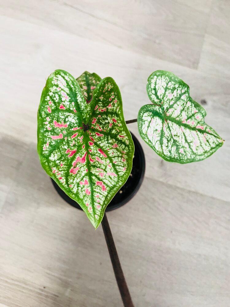 Caladium Marie Moir Pink "Polka Dot" - Bumble Plants