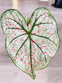 Caladium Marie Moir Pink "Polka Dot" - Bumble Plants