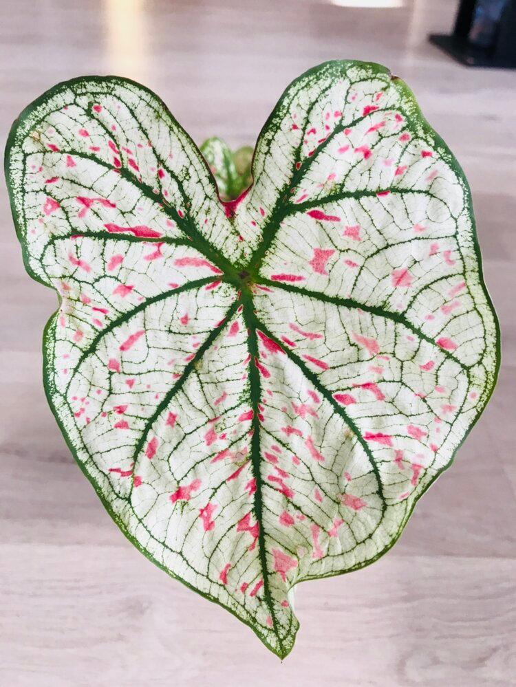 Caladium Marie Moir Pink "Polka Dot" - Bumble Plants
